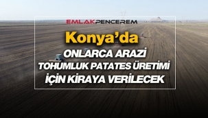 Konya'da kiralık çok sayıda tohumluk patates üretim arazisi